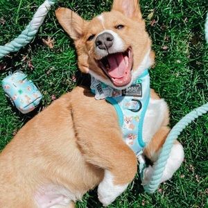 🤍Host Pick SASSY WOOF Rope Dog Leash🤍